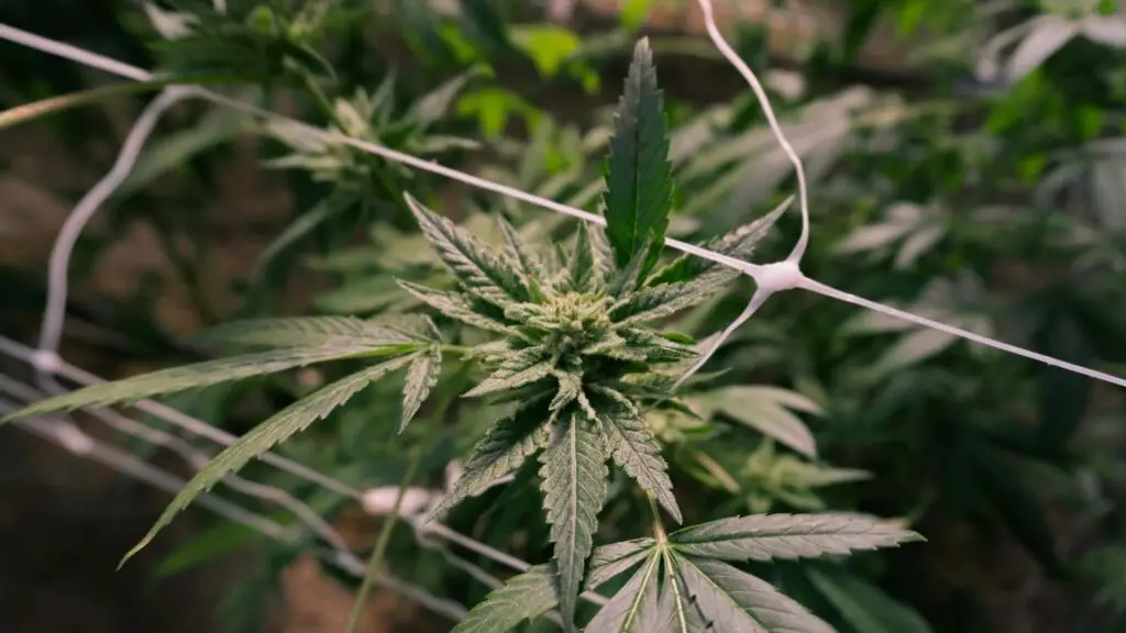 Cannabis plant.